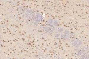 Immunohistochemistry analysis of paraffin-embedded mouse cerebellum using,TCOF1 (ABIN7076003) at dilution of 1: 2800 (TCOF1 抗体)