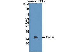 Western blot analysis of the recombinant protein. (CRTC3 抗体  (AA 1-103))