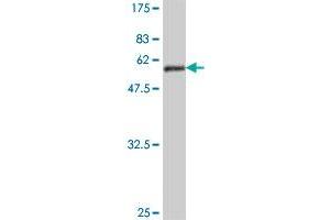 Western Blot detection against Immunogen (49. (RAN 抗体  (AA 1-216))