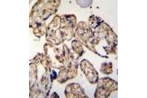 Immunohistochemistry analysis in formalin fixed and paraffin embedded human placenta tissue reacted with LRRC45 Antibody (C-term) followed by peroxidase conjugation of the secondary antibody and DAB staining. (LRRC45 抗体  (C-Term))