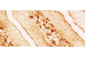 Paraffin embedded chicken jejunum section was stained with Mouse Anti-Chicken IgA-UNLB (小鼠 anti-小鸡 IgA Antibody)