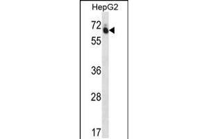 Western blot analysis in HepG2 cell line lysates (35ug/lane). (GUF1 抗体  (N-Term))