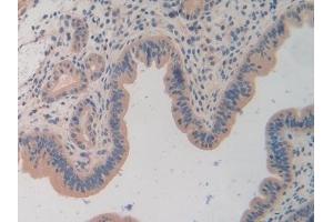 Immunohistochemistry (IHC) image for anti-Torsin Family 1, Member A (Torsin A) (TOR1A) (AA 41-333) antibody (ABIN7443341)