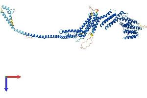 COG5 Protein (AA 1-829) (His tag)