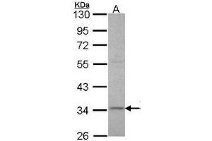 Western Blot using AP23777PU-N XRCC3 antibody at 1/1000 dilution.