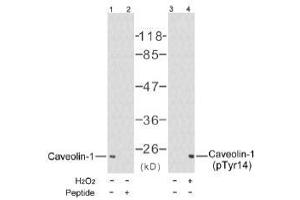 Image no. 1 for anti-Caveolin 1, Caveolae Protein, 22kDa (CAV1) (Tyr14) antibody (ABIN197289) (Caveolin-1 抗体  (Tyr14))