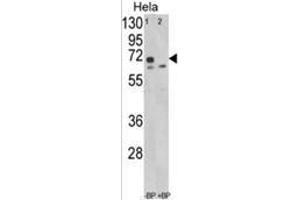 Western blot analysis of LMOD1 Antibody (Center N201) in Hela cell line lysates (35ug/lane). (Leiomodin 1 抗体  (Middle Region))