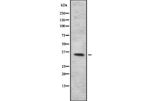 Western blot analysis of TAS2R50 using HeLa whole cell lysates (TAS2R50 抗体)