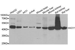 Western blot analysis of extracts of various cell lines, using ACY1 antibody. (Aminoacylase 1 抗体)