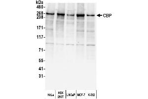 Western Blotting (WB) image for anti-CREB Binding Protein (CREBBP) (AA 975-1025) antibody (ABIN7449682)
