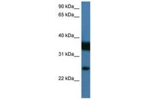 Image no. 1 for anti-Zinc Finger, Matrin Type 2 (ZMAT2) (AA 25-74) antibody (ABIN6746195) (ZMAT2 抗体  (AA 25-74))
