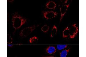 Confocal immunofluorescence analysis of U2OS cells using Hsp60 Polyclonal Antibody at dilution of 1:100. (HSPD1 抗体)