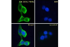 ABIN570956 Immunofluorescence analysis of paraformaldehyde fixed A431 cells, permeabilized with 0. (PSMG1 抗体  (C-Term))