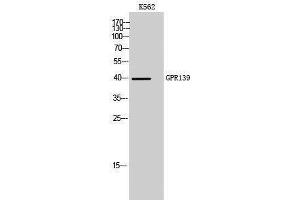 Western Blotting (WB) image for anti-G Protein-Coupled Receptor 139 (GPR139) (Internal Region) antibody (ABIN3175334) (GPR139 抗体  (Internal Region))