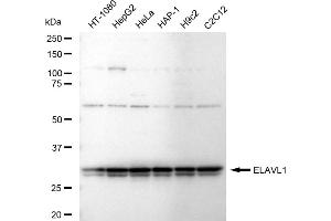 Western blotting analysis using ELAVL1 antibody (ABIN7798430).