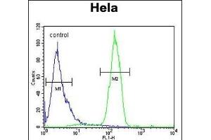 C13orf3 Antibody (Center) (ABIN652928 and ABIN2842594) flow cytometric analysis of Hela cells (right histogram) compared to a negative control cell (left histogram). (SKA3 抗体  (AA 226-253))