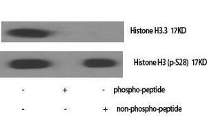 Western Blotting (WB) image for anti-Histone H3.3 (Ser101) antibody (ABIN3175505) (Histone H3.3 抗体  (Ser101))