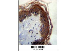 LIPM Antibdy immunohistochemistry analysis in formalin fixed and paraffin embedded human skin tissue followed by peroxidase conjugation of the secondary antibody and DAB staining. (LIPM 抗体  (C-Term))