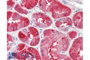 ABIN5539605 (5µg/ml) staining of paraffin embedded Human Kidney. (UROD 抗体  (Internal Region))