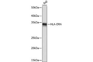 Western blot analysis of extracts of Raji cells, using HLA-DRA Rabbit mAb (ABIN7267758) at 1:1000 dilution. (HLA-DRA 抗体)
