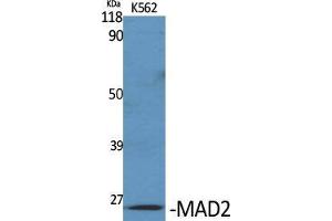 Western Blot (WB) analysis of specific cells using MAD2 Polyclonal Antibody. (MAD2 抗体  (Internal Region))