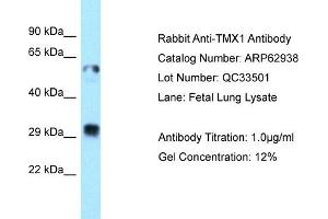 Western Blotting (WB) image for anti-Thioredoxin-Related Transmembrane Protein 1 (TMX1) (C-Term) antibody (ABIN2789306) (TMX1 抗体  (C-Term))