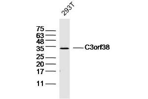 293T lysates probed with C3orf38 Polyclonal Antibody, Unconjugated  at 1:300 dilution and 4˚C overnight incubation. (C3orf38 抗体  (AA 21-120))