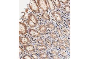Immunohistochemical analysis of paraffin-embedded Human stomach tissue using A performed on the Leica® BOND RXm. (DNASE1 抗体  (AA 87-121))
