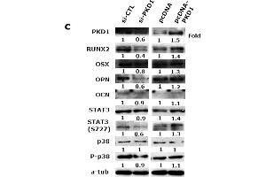 Western Blotting (WB) image for anti-Sp7 Transcription Factor (SP7) (AA 331-431) antibody (ABIN737811)
