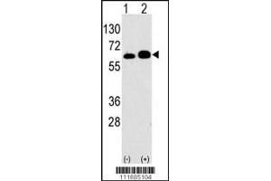 Western blot analysis of anti-RPS6KB1 Antibody Pab in 293 cell line lysates transiently transfected with the RPS6KB1 gene (2ug/lane). (RPS6KB1 抗体  (AA 277-306))