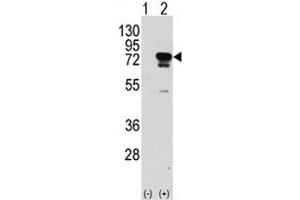Western Blotting (WB) image for anti-Eukaryotic Translation Initiation Factor 4B (EIF4B) (AA 400-429) antibody (ABIN3028642)