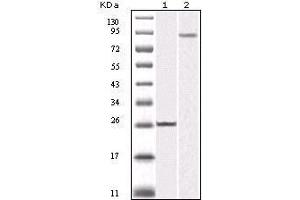 Western blot analysis using IKBKB mouse mAb against truncated IKBKB recombinant protein (1) and K562 cell lysate (2). (IKBKB 抗体)