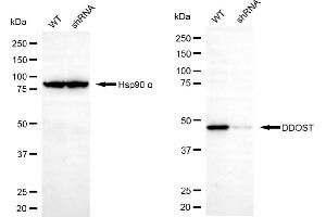 Western blotting analysis using DDOST antibody (ABIN7798385). (DDOST 抗体)