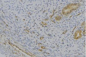 ABIN6276958 at 1/100 staining Human uterus tissue by IHC-P. (CXCL7 抗体  (Internal Region))