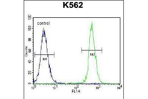 Flow cytometric analysis of K562 cells (right histogram) compared to a negative control cell (left histogram). (NUDT19 抗体  (AA 153-181))
