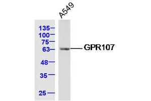 A549 lysates probed with GPR107 Polyclonal Antibody, Unconjugated  at 1:300 dilution and 4˚C overnight incubation. (GPR107 抗体  (AA 301-400))
