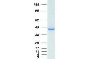 Western Blotting (WB) image for Protein Phosphatase 1, Regulatory Subunit 7 (PPP1R7) protein (Myc-DYKDDDDK Tag) (ABIN2729484)