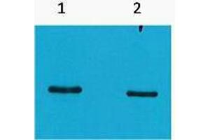 Western Blotting (WB) image for anti-SRT Tag antibody (ABIN3181224) (SRT Tag 抗体)
