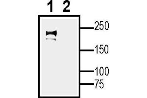 Western blot analysis of rat heart lysate:1.