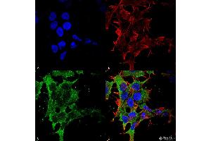 Immunocytochemistry/Immunofluorescence analysis using Mouse Anti-GABA-B Receptor 2 Monoclonal Antibody, Clone S81-2 . (GABBR2 抗体  (AA 861-912) (Atto 390))