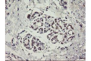 Image no. 1 for anti-Myoneurin (MYNN) (AA 10-300) antibody (ABIN1490792) (Myoneurin 抗体  (AA 10-300))