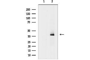 anti-Free Fatty Acid Receptor 3 (FFAR3) (C-Term) antibody