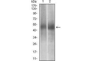 Western blot analysis using PTPN1 mouse mAb against Jurkat (1), MCF-7 (2) cell lysate. (PTPN1 抗体  (AA 40-246))
