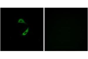 Immunofluorescence (IF) image for anti-Olfactory Receptor, Family 10, Subfamily G, Member 9 (OR10G9) (AA 231-280) antibody (ABIN1535798)