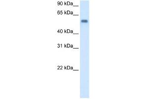 WB Suggested Anti-MAOB Antibody Titration:  0.