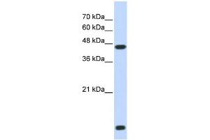 WB Suggested Anti-HDAC8 Antibody Titration:  0. (HDAC8 抗体  (N-Term))