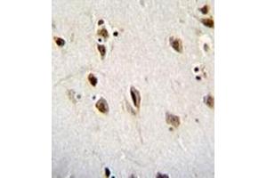 Immunohistochemistry analysis in formalin fixed and paraffin embedded human brain tissue reacted with Musashi-1 Antibody (N-term) followed by peroxidase conjugation of the secondary antibody and DAB staining.