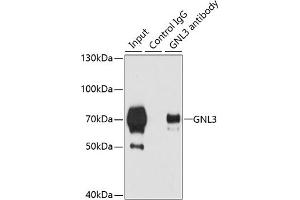 Immunoprecipitation analysis of 200 μg extracts of 293T cells using 3 μg GNL3 antibody (ABIN6130343, ABIN6141249, ABIN6141250 and ABIN6222113). (Nucleostemin 抗体  (AA 1-240))