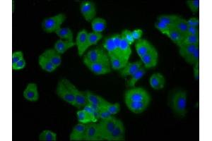 Immunofluorescence staining of HepG2 cells with ABIN7164858 at 1:133, counter-stained with DAPI. (PTGER4 抗体  (AA 354-472))
