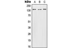 Western blot analysis of Contactin 2 expression in HeLa (A), SP2/0 (B), H9C2 (C) whole cell lysates. (CNTN2 抗体  (N-Term))
